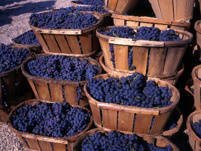 Bordeaux, France Weather: Harvest Season by Auto Europe