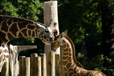 Things to Do in Berlin Germany the Berlin Zoo